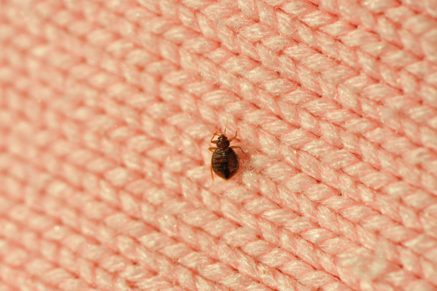 Bed-Bug-Treatment - Fair Oaks Best Pest Pros | Fair Oaks, CA | 209-440-7224