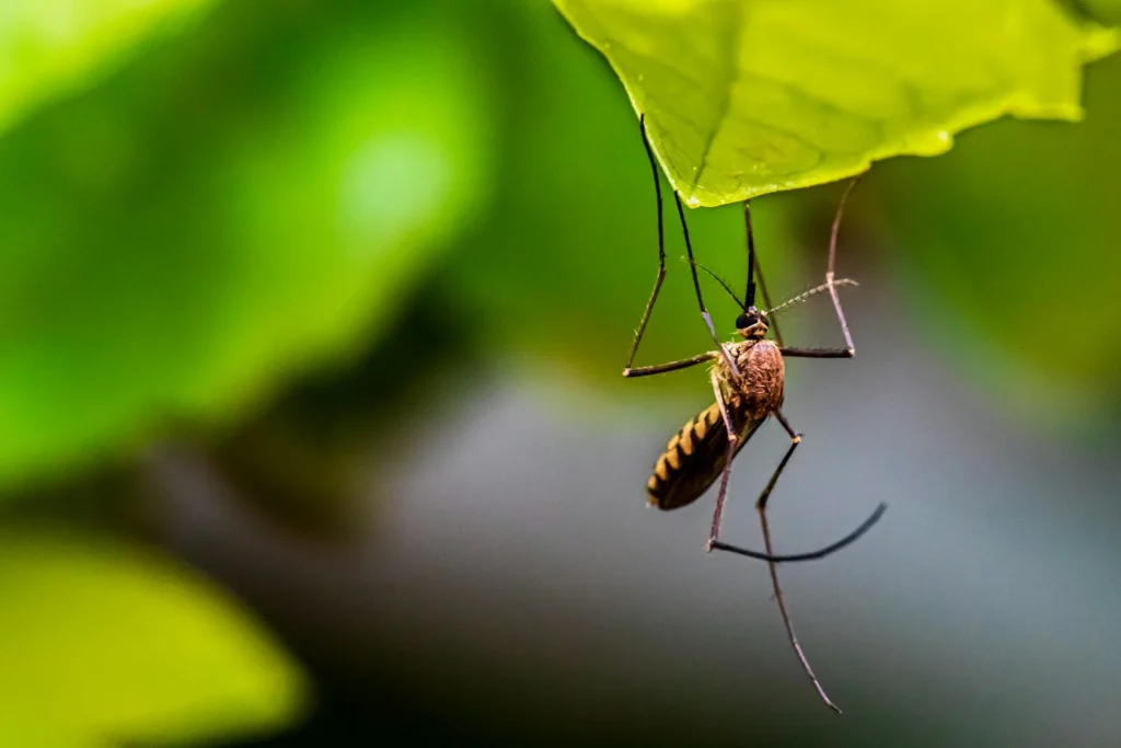 Mosquito-Control-for-Every-Outdoor-Space - Fair Oaks Best Pest Pros | Fair Oaks, CA | 209-440-7224