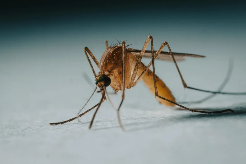 Protect Your Family from Mosquito-Borne-Diseases - Fair Oaks Best Pest Pros | Fair Oaks, CA | 209-440-7224
