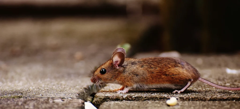Residential-Commercial-Rodent-Solutions - Fair Oaks Best Pest Pros | Fair Oaks, CA | 209-440-7224