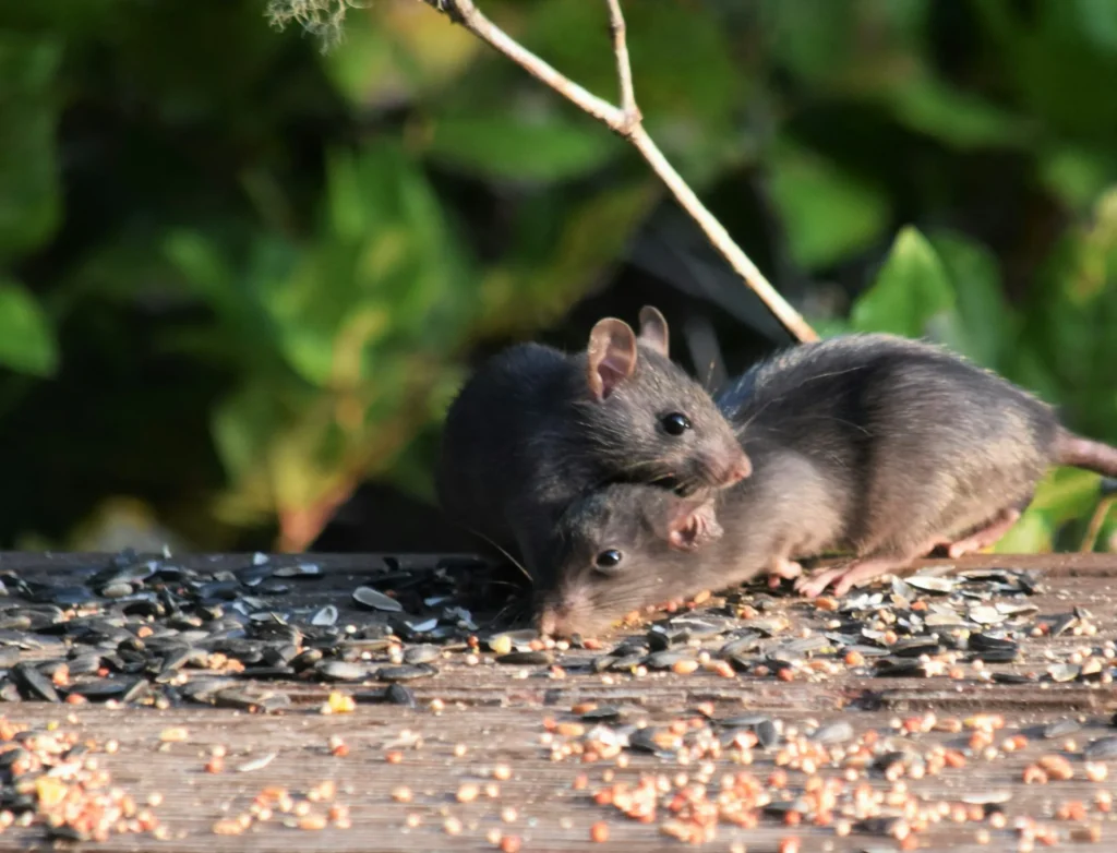 Rodent-Removal - Fair Oaks Best Pest Pros | Fair Oaks, CA | 209-440-7224