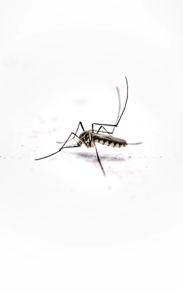 Tired of Mosquitoes Ruining Your Evenings - Fair Oaks Best Pest Pros | Fair Oaks, CA | 209-440-7224