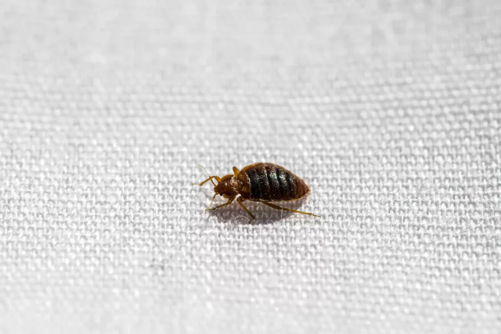 Why Bed Bug Heat Treatments Work Best - Fair Oaks Best Pest Pros | Fair Oaks, CA | 209-440-7224