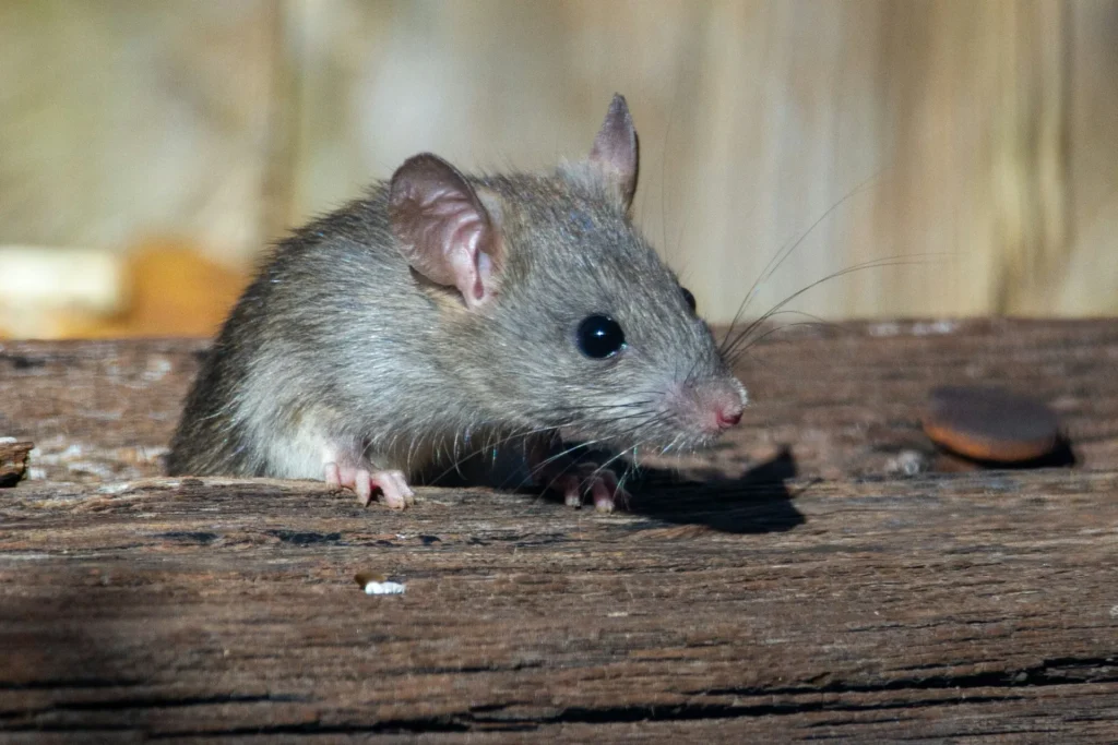 Why-Choose-Our-Rodent-Exterminators - Fair Oaks Best Pest Pros | Fair Oaks, CA | 209-440-7224